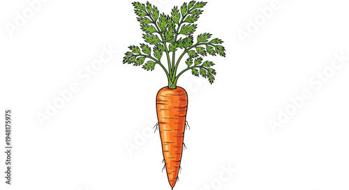 Fresh Organic Carrot with Green Leaves - Hand Drawn Illustration
