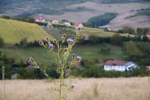 Travel romania transilvania targu mures wild thistle blooming in rural transilvania landscape