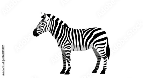 Zebra Standing Side View Vector Illustration Isolated on White Background