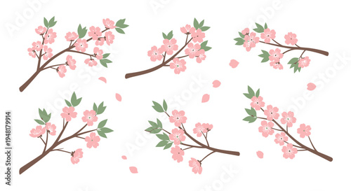 Set of cherry blossom branches with pink sakura flowers and green leaves, floral vector illustration isolated on white background