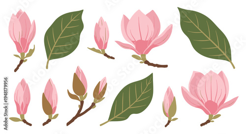 Collection of pink magnolia flowers and green leaves isolated on white background for floral design elements
