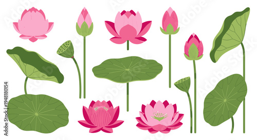 Set of pink lotus flowers and green leaves vector illustration isolated on white background. Botanical elements for zen, yoga, and meditation design.