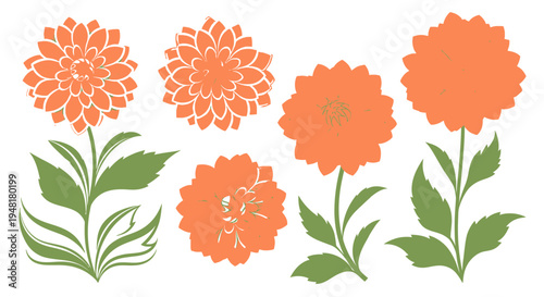 Set of stylized orange dahlia flowers with green leaves, vector illustration isolated on white background for design and decoration