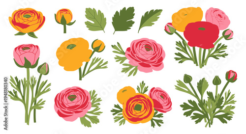 Set of hand drawn ranunculus flower illustrations with green leaves and buds isolated on white background