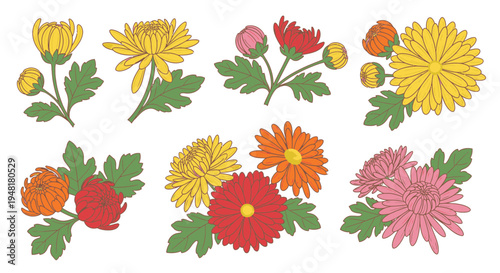 Set of hand drawn chrysanthemum flowers and buds with green leaves, isolated botanical vector illustration of autumn floral elements.