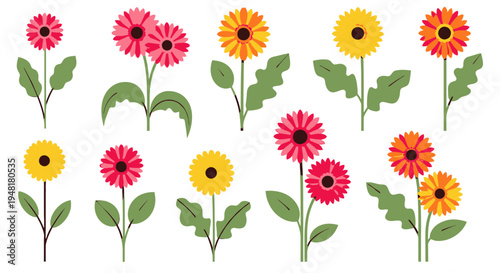 Vector illustration set of colorful gerbera daisy flowers with green leaves isolated on white background