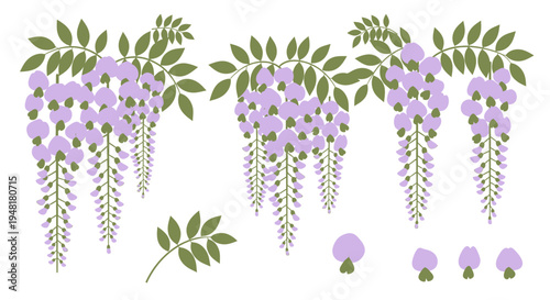 Purple Wisteria Flower Clusters and Green Leaves Vector Illustration Set Isolated on White
