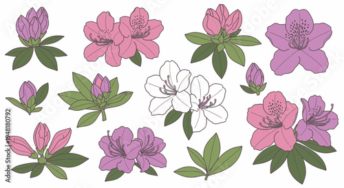 Hand-drawn vector illustration set of azalea flowers, rhododendron blooms, and buds with green leaves isolated on white background for spring floral design.