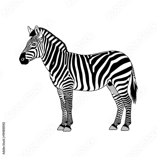 A black and white drawing of a zebra standing still
