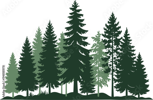 Green pine forest vector illustration, featuring evergreen spruce trees and fir wood landscape for design