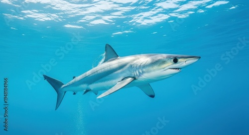 Shortfin Mako Shark Darting Gracefully Through Crystal Clear Ocean Water