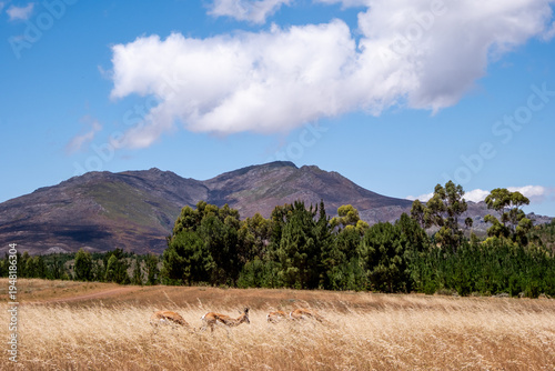 Springbok Antelope Herd Running Through Grassland South Africa