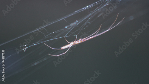 A close-up macro shot of a spider hanging from its silky web against a soft, blurred background. This wildlife scene highlights the intricate structure of spider silk 