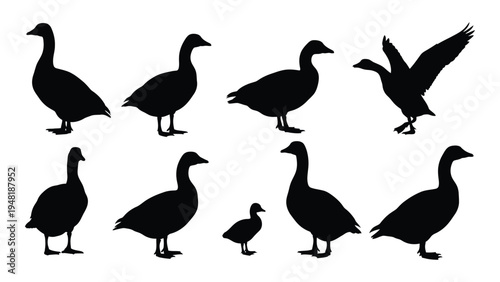 Detailed analysis of duck silhouettes in various poses and sizes on white background