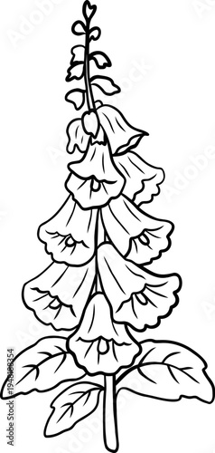Hand drawn foxglove flower branch with hanging bell blossoms botanical line art isolated on white background perfect for coloring book, floral design