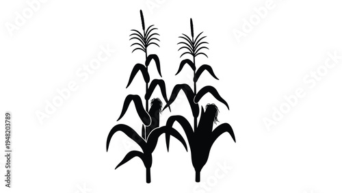 A black silhouette of a corn plant with multiple stalks and leaves on a white background, representing a simple and iconic agricultural symbol