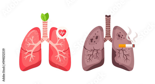 A clear visual comparison illustrating the profound difference between healthy, pink lungs and dark, diseased lungs caused by smoking