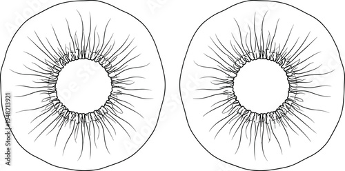 Symmetrical circular structure illustration, radial organic pattern, anatomical iris style drawing, biological texture design, scientific art vector sketch