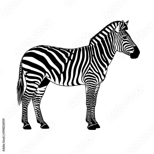 A detailed black and white illustration of a zebra standing in profile against a white background.