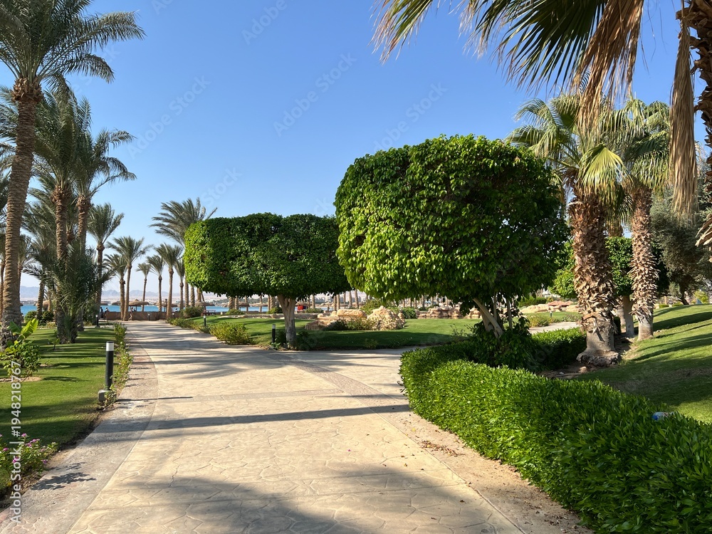 Obraz premium On one side there is an alley of beautifully decorated bushes, on the other tall palm trees against the backdrop of a blue sky