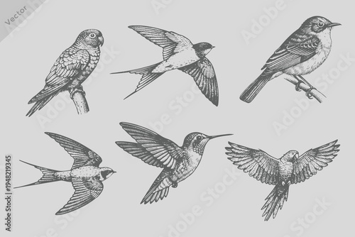 Birds hand drawn illuatrations in vintage style. Retro engraving style Sapphire bird, parrot bird, swallow bird set illustration with spring blossom flowers.