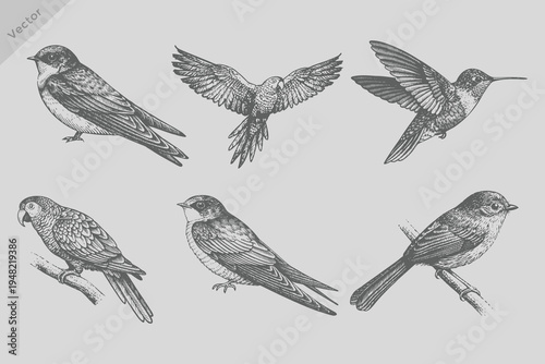 Birds hand drawn illuatrations in vintage style. Retro engraving style Sapphire bird, parrot bird, swallow bird set illustration with spring blossom flowers.
