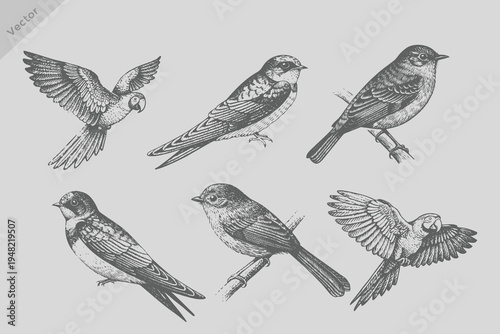 Realistic engraving style bird set illustration. Vintage Sapphire bird, parrot bird, swallow bird vector. Eps 10