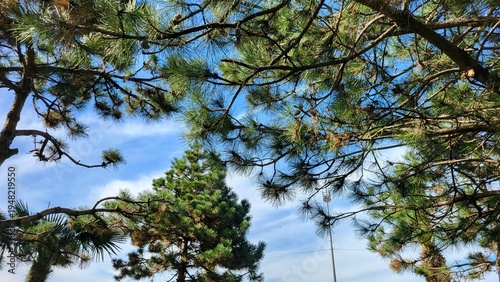Coniferous trees in the park, with the blue sky visible through the branches