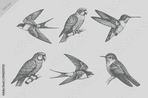 Retro engraving style Sapphire bird, parrot bird, swallow bird set illustration. Birds hand drawn illuatrations in vintage style with spring blossom flowers.
