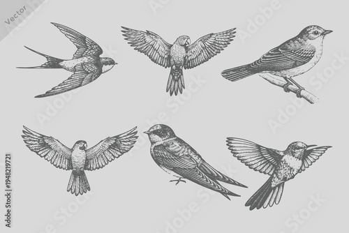Realistic engraving style bird set illustration. Vintage Sapphire bird, parrot bird, swallow bird vector. Eps 10