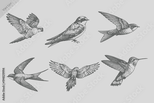 Retro engraving style Sapphire bird, parrot bird, swallow bird set illustration. Birds hand drawn illuatrations in vintage style with spring blossom flowers.