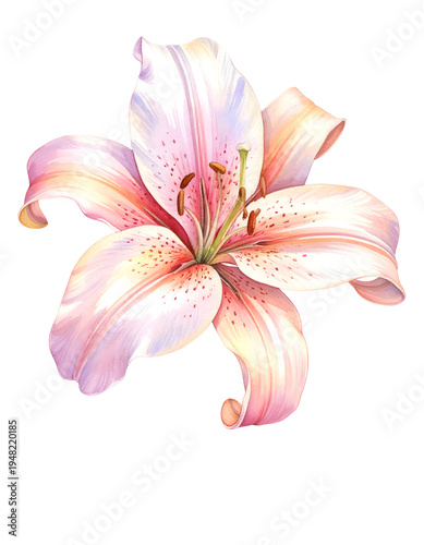 Soft pink and white lily flower. Isolated transparent background