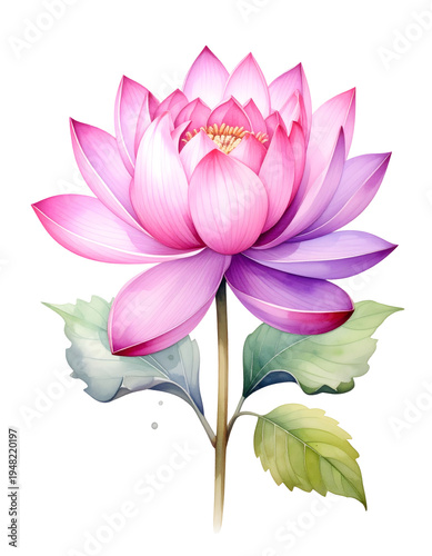 Pink and purple lotus flower with green leaves. Isolated transparent background