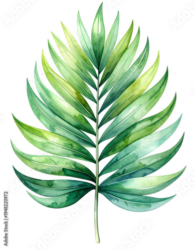 Fresh green palm leaf with a glossy texture. Isolated transparent background
