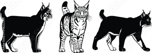 Black and white lynx bobcat silhouette vector set with wild cat illustrations, feline wildlife line art, animal graphics for creative projects.