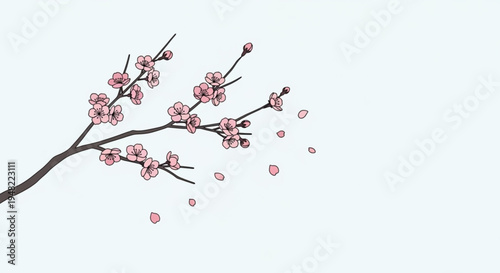 Pink cherry blossoms branch with falling petals on transparent background