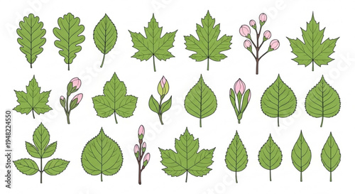 Collection of various green leaves and pink buds on transparent background