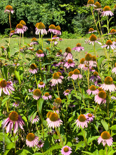 Purple Coneflowers Blooming in Sunny Meadow