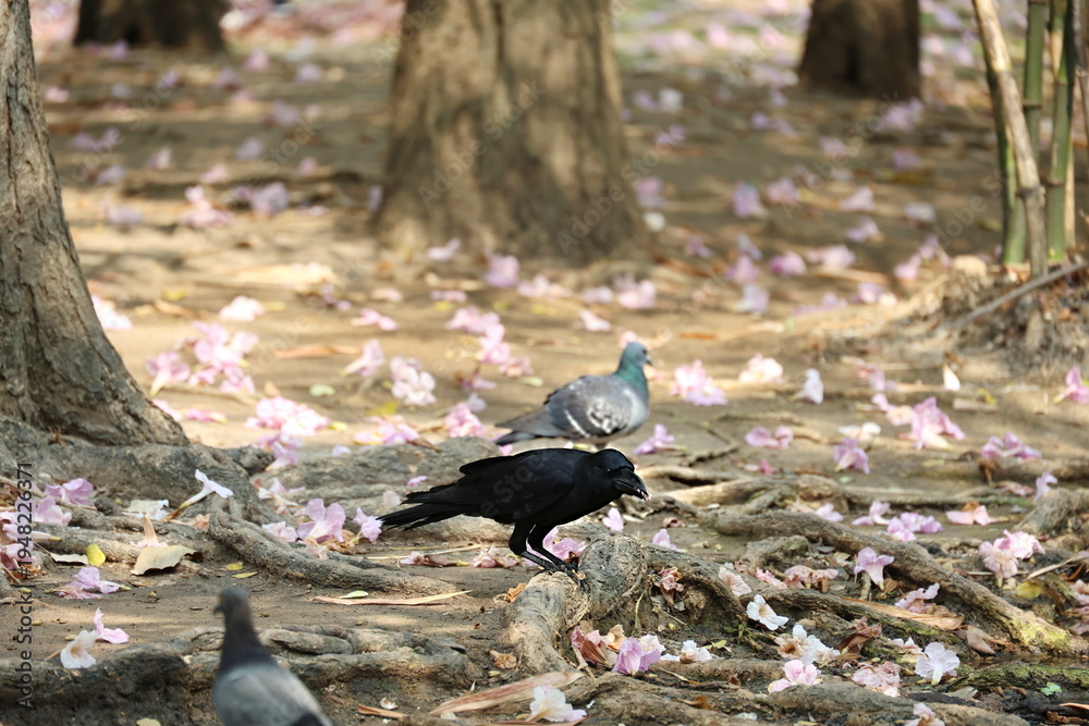 Fototapeta premium Corvus macrorhynchos pecks at food under large trees and on the ground where pink trumpet flowers have fallen. Large-billed Crow, Jungle Crow, Corvus corone: Completely black body, thick beak. Nature'