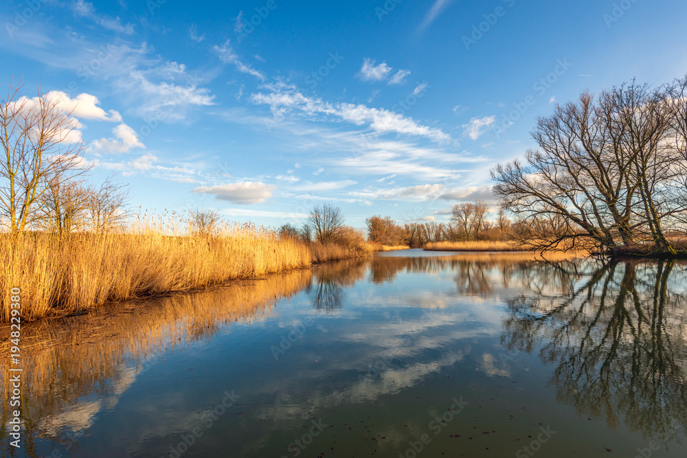 Fototapeta premium Bare trees and clouds reflected in the mirror-smooth water surface of a lake with yellowed reeds on the shore. The photo was taken at the end of the Dutch winter season.