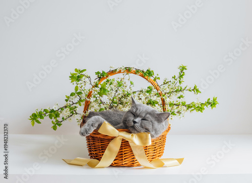 British cat sleeps in a basket with flowers and bow on white background. Beautiful Easter composition with a cute cat. Funny pets.