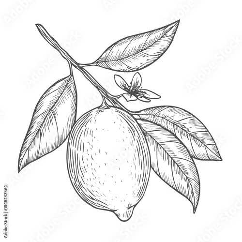 Sketch ink graphic lemon on branch illustration, draft silhouette drawing, black on white line art. Botanical vintage etching design.