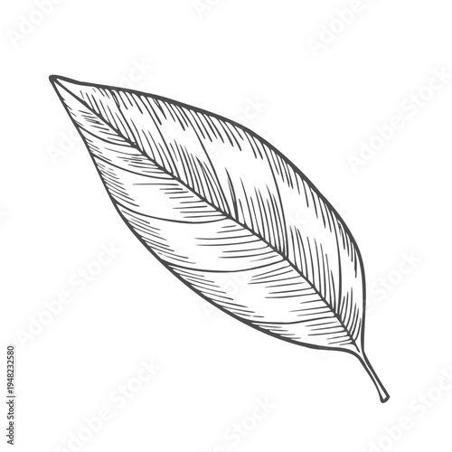 Hand drawn simple leaf sketch isolated on white background. Botanical element