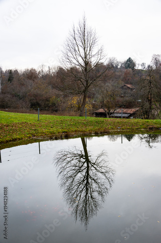 Leafless tree reflecting in calm autumn pond