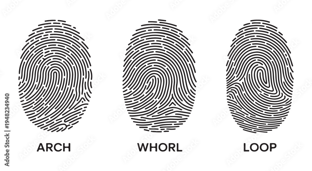 Poster Types of fingerprints classification vector including arch whorl ...