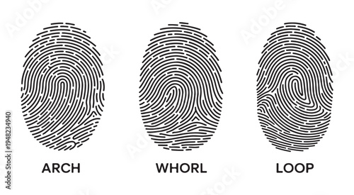 Types of fingerprints classification vector including arch whorl and loop styles with descriptive labeling