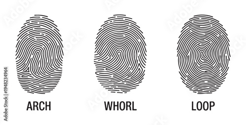 Set of black flat isolated vector fingerprints, arch, whorl, and loop types, with labels