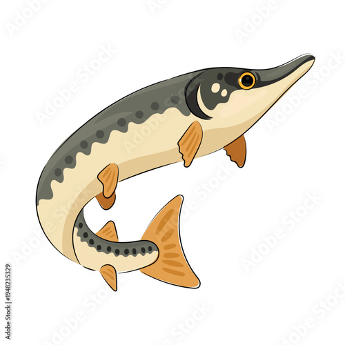 Northern pike, flat vector illustration of a freshwater predator with a long body and fins. Fishing and wildlife icon in cartoon style, isolated on white background. Hand drawn, scribble.