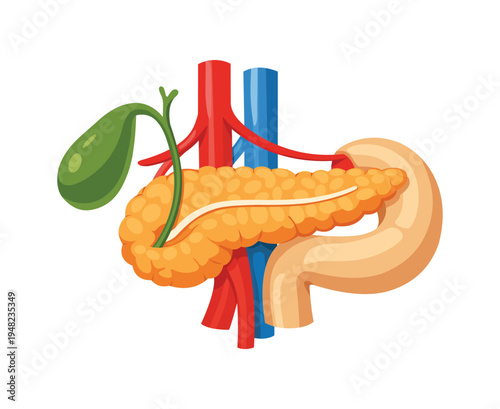 Human Pancreas And Gallbladder Internal Anatomy Illustration