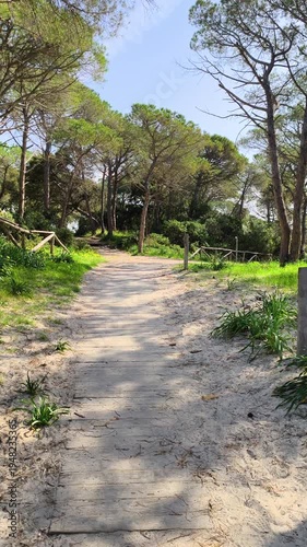 Vertical POV walk through a pinewood forest in Sardinia with tall pine trees natural environment and peaceful woodland scenery